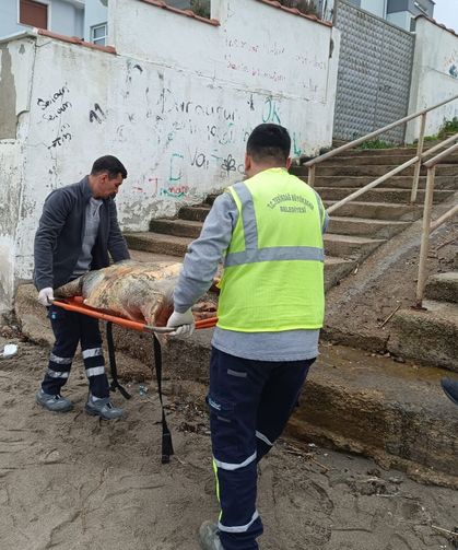 Tekirdağ sahiline ölü caretta caretta vurdu