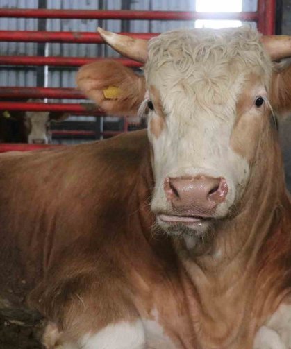 1,5 tonluk dev tosun, 950 bin liraya vitrine çıktı