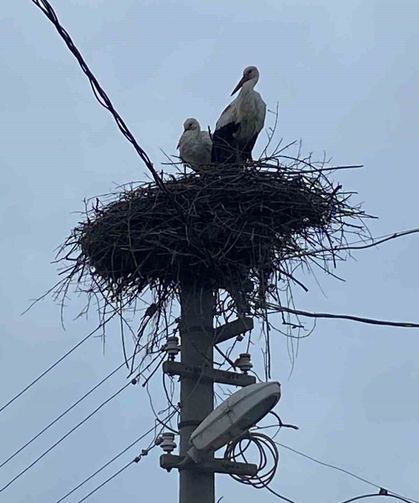 2 aşık leylek geleneği bozmadı