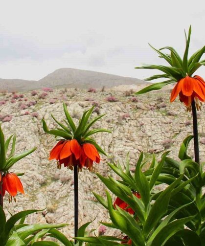 Afşin'de ters laleler açtı: Koparana 700 bin TL ceza