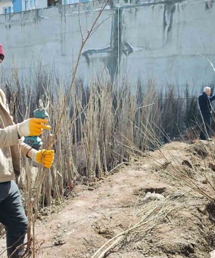 Ahlat'ta meyve fidanlarına ilgi