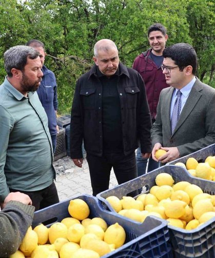 Arsuz'da limon hasadı başladı
