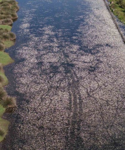 Baharın güzelliği deltada: Su papatyaları ve mandalarıyla ziyaretçilerin ilgi odağı