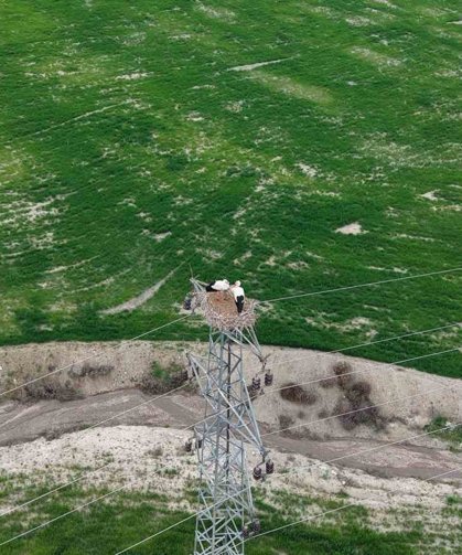 Baharın müjdecisi leylekler Elazığ'ı renklendiriyor