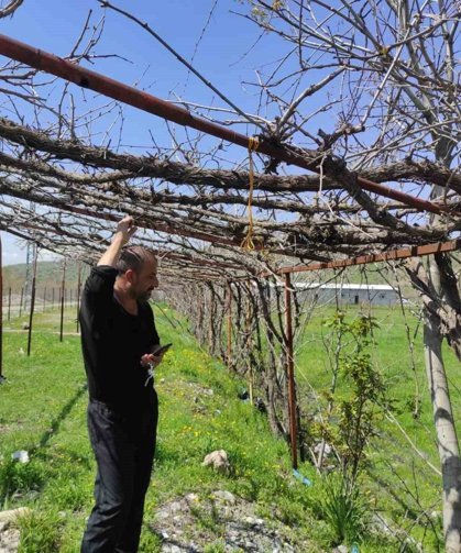 Batman'da ani hava değişimleri meyve bahçelerini vurdu