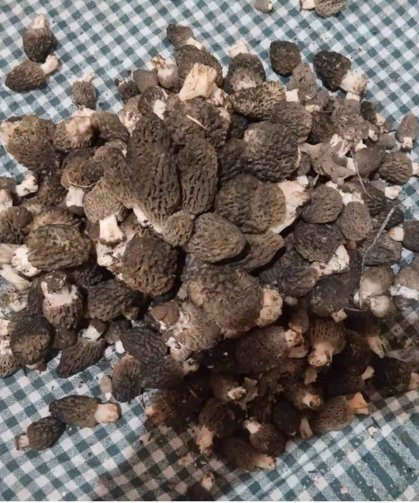 Beyşehir'de kuzugöbeği tutkunları sahaya çıktı