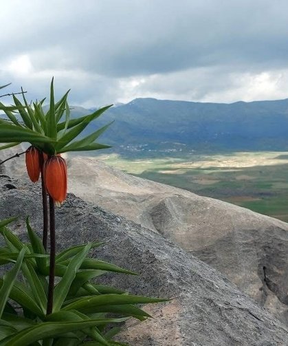Bu çiçekleri koparmanın cezası 700 bin lirayı buluyor