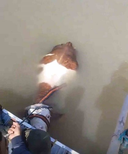 Bu sefer balık değil tosun yakaladılar