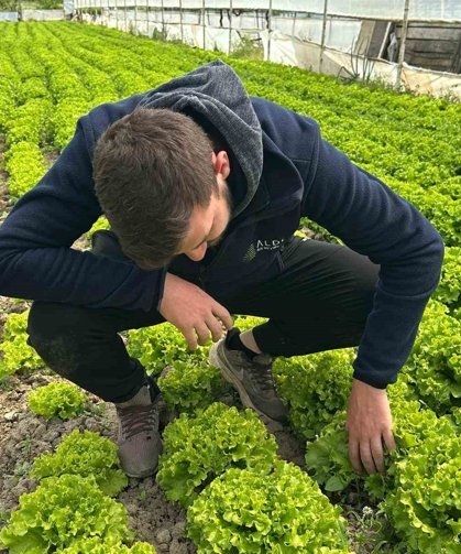 Bu sefer tarladan güzel haber geldi...35 liraya tarladan satılan marul yüzleri güldürdü