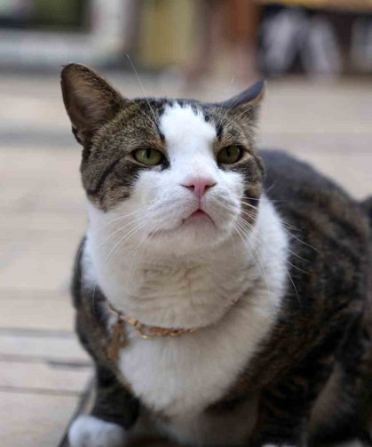 Çarşının 10 kiloluk Prens'i