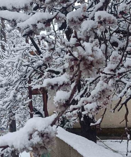 Çiçek açan ağaçlar yağan karla beyaza büründü