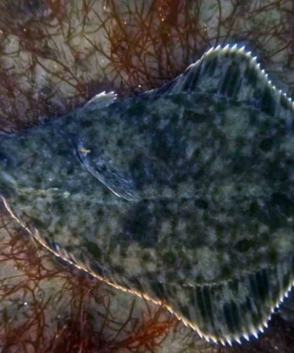 Dip çamuru temizliği İzmit Körfezi'ne yunusları geri getirdi