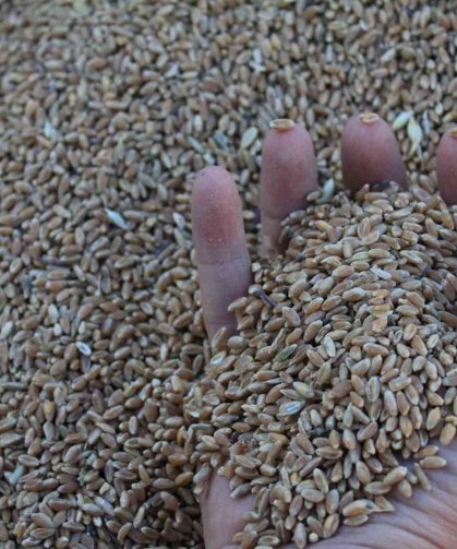 Dünya hububat üretiminde bir ilk gerçekleşecek