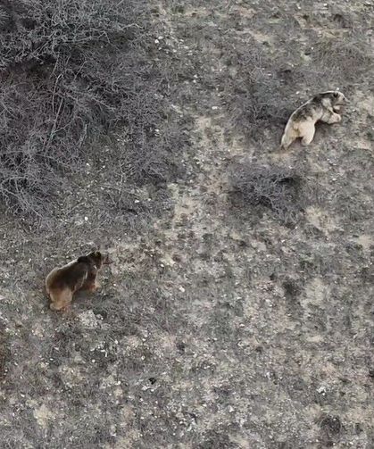 Erzincan'da kış uykusundan uyanan ayılar havadan görüntülendi