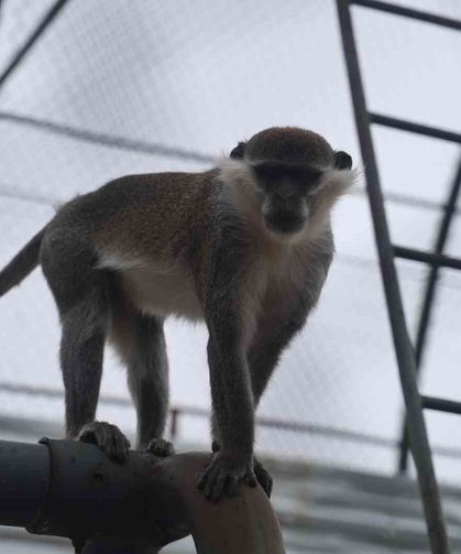 Firari maymun ikinci kez yakalanarak koruma altına alındı