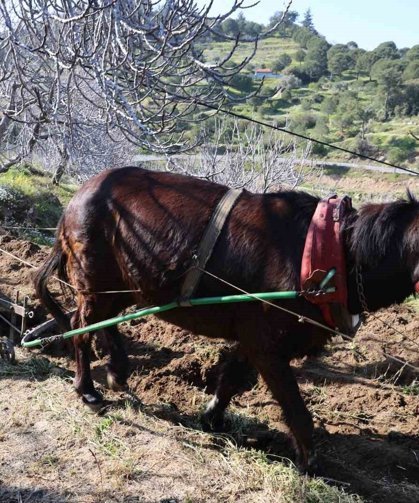 Gençler köyü terk edince iş yaşlılara kaldı