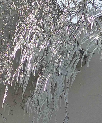 Hava sıcaklığı eksi 10'a düştü, ağaç dalları dondu