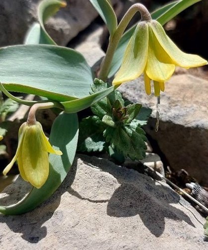 İsmini keşfedildiği ilçeden alıyor: Ender görülen Çermik ters lalesi çiçek açtı