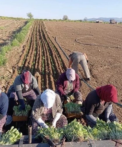 Karacasu'da çiftçilerin tütün mesaisi başladı