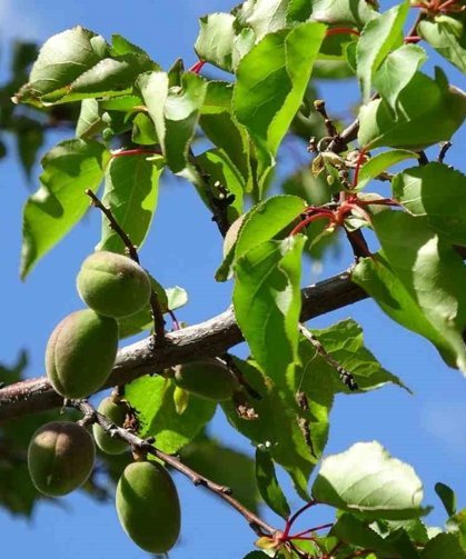Kayısıda çağla dönemi