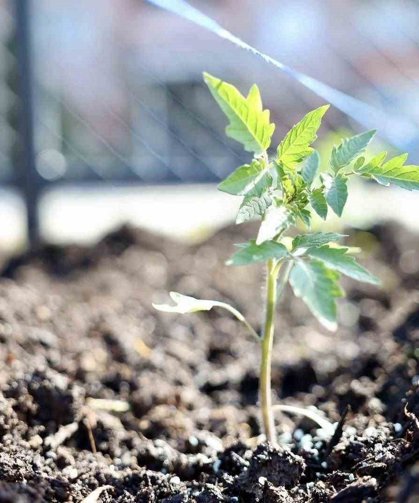 Kendi kompost gübresini üreten belediyeden 'ata tohumu' hamlesi