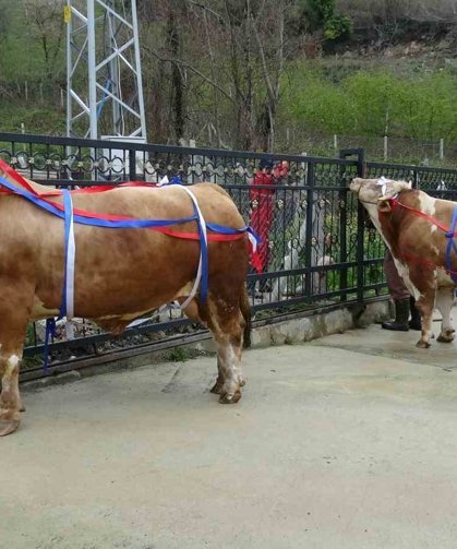 Kurban Bayramı yaklaşırken tonluk kurbanlıklar satışta