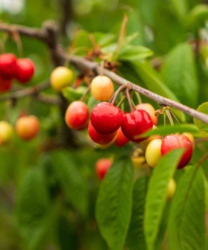 Kuzey yarımkürenin ilk kirazı rekor fiyatla satıldı