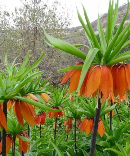 Malatya'da ters laleler doğayı renklendirdi