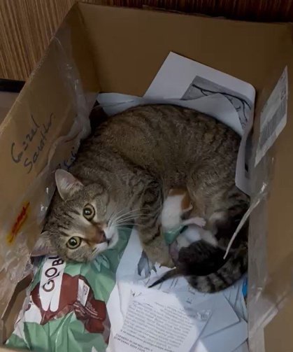 Okulun maskot kedisi yavrularını öğretmenler odasına taşıdı