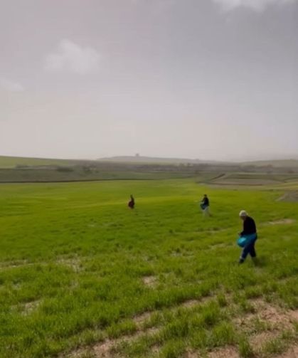 Siirt'te çiftçilerden zorlu mesai: Gübreleme eski usulle yapıldı