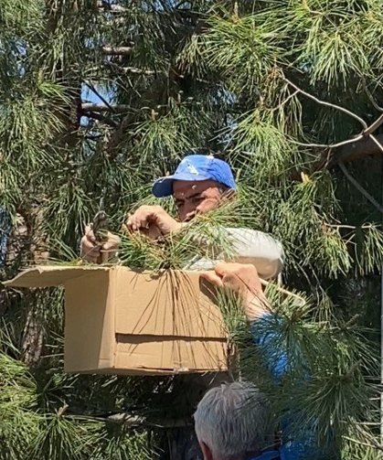 Tokat'ta ağaca oğul veren arıları ekipmansız topladı