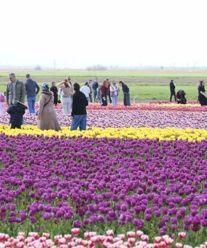 Türkiye'nin en büyük lale tarlasında ziyaretçi rekoru