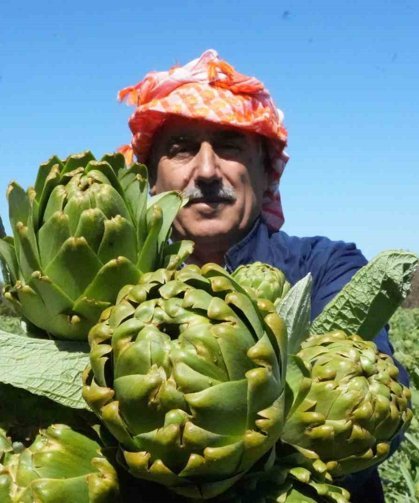 Urla'da sakız enginarının hasat mesaisi sürüyor