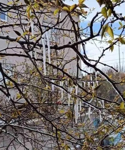 Yozgat'ta çiftçiler zirai don tehlikesine karşı uyarıldı