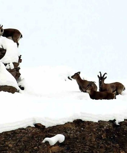 Zirvesi karla kaplı dağda gezinen dağ keçileri havadan görüntülendi