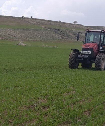 Ahlat'ta buğday tarlalarında gübre mesaisi
