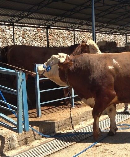 Alanya'da kurban pazarının gözdesi 1 ton 200 kilogramlık dana 450 bin TL'ye alıcı buldu