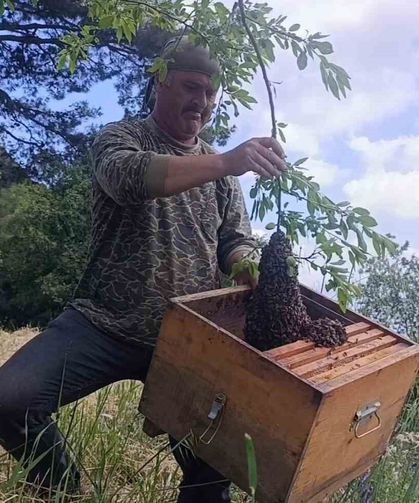Bahar güzel geçince arılarda oğul verimi yükseldi