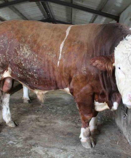 Bingöl'de 1,5 tonluk 'Tosun Paşa' 450 bin liraya alıcı buldu