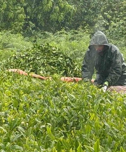 Doğu Karadeniz'de yağmur çay hasadını durdurmadı
