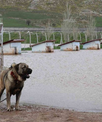Dünyaca ünlü Anadolu aslanlarının yuvaları sular altında kaldı