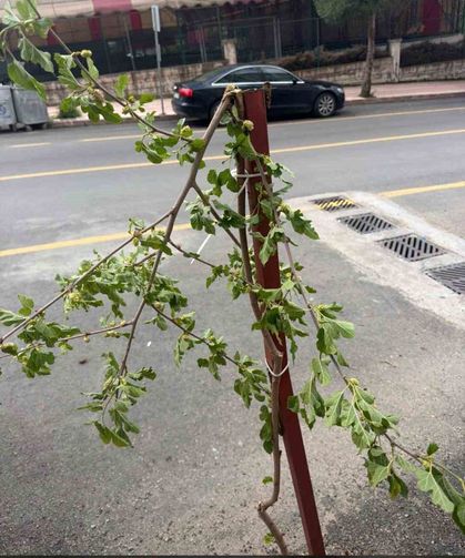 Dut ağacının taze dalını kırmakla yetinmeyip dönüp yemeye başladı