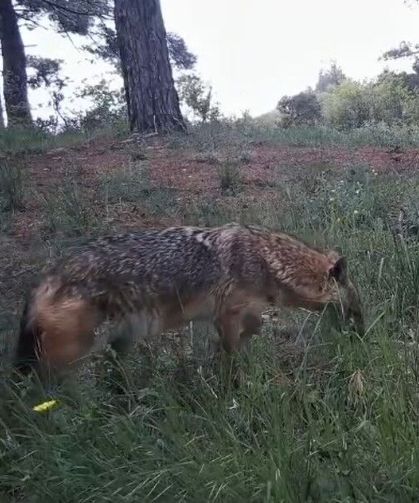 Fotokapanlar kaydetti: Ganoslar'da yaban hayatın eşsiz anları gözler önüne serildi