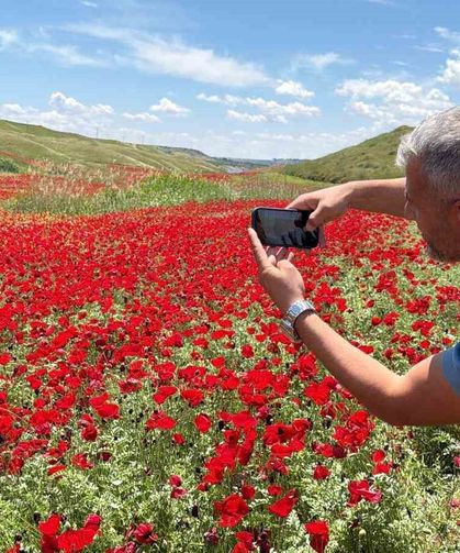 Gelinciklerle kırmızıya bürünen nohut tarlası hayran bıraktı