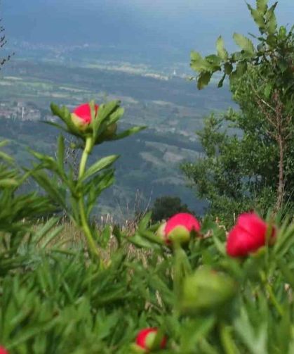 Koruma altındaki çiçekler doğaseverleri cezbediyor