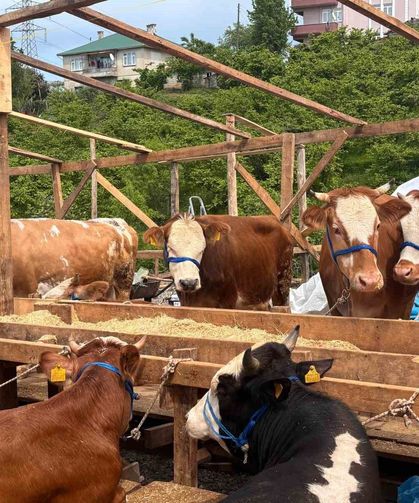 Kurban pazarında dakikalarca süren pazarlıkta inat kazandı