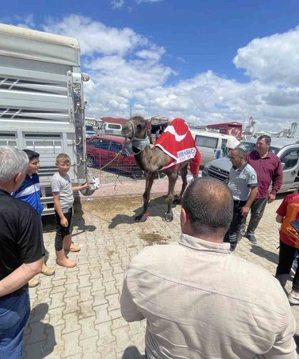 Kurban pazarının gözdesi deve 330 bin TL'ye satıldı