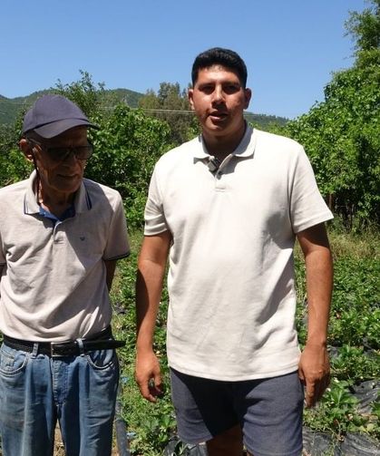 Marmaris'te baba oğulun çilek mesaisi