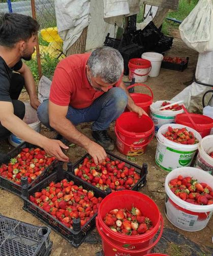 Organik çilek üreticileri pazar için destek bekliyor