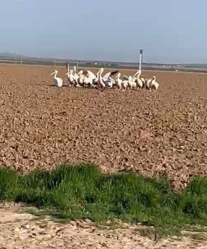 Pelikan sürüsünü tarlada gören çiftçilerin tarifi ilgi çekti